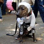 A ninja dog at Tompkins Square Park